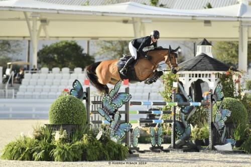 Horse show jumping