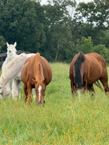 Fox Lease Farm Horses