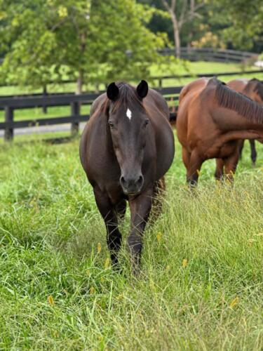 Fox Lease Farm Horses