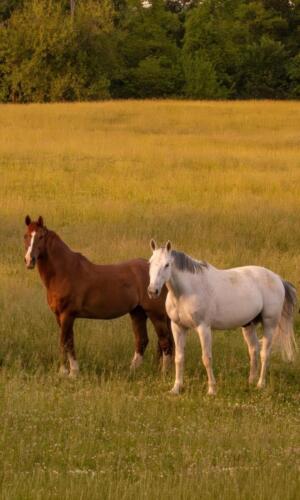 Fox Lease Farm Horses