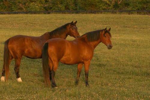 Fox Lease Farm Horses