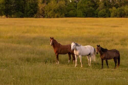Fox Lease Farm Horses