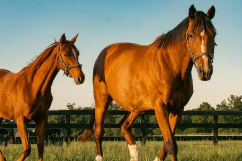 Fox Lease Farm Horses