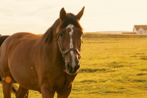 Fox Lease Farm Horses